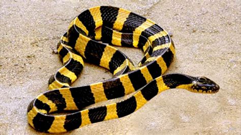 Mimpi melihat ular belang hitam kuning  Jika kamu melihat ular berwarna hitam kuning di atas pohon dapat dipastikan bahwa ular tersebut adalah cincin emas